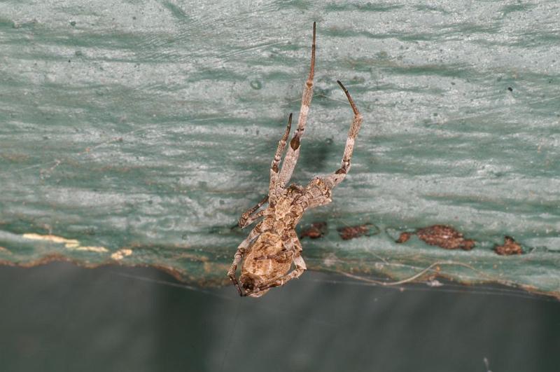 Uloborus_congregabilis_D7099_Z_90_Camping near sewage_Australie.jpg